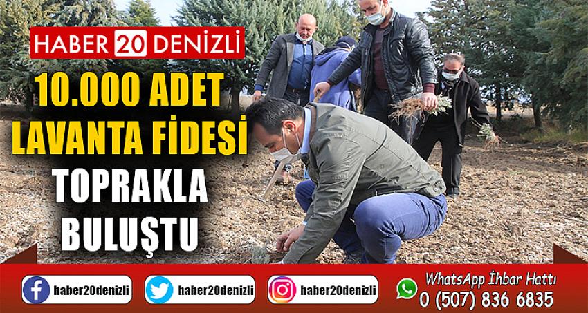 10.000 Adet Lavanta Fidesini toprakla buluştu