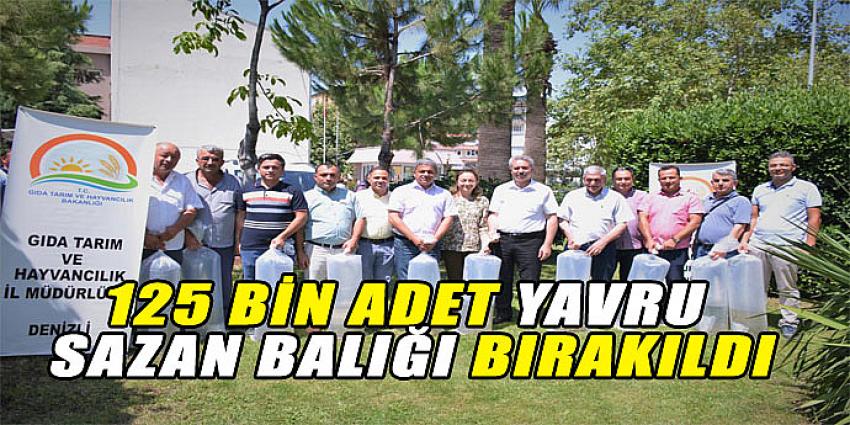 125 BİN ADET YAVRU SAZAN BALIĞI BIRAKILDI