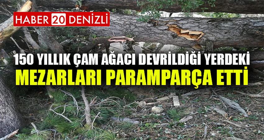 150 yıllık çam ağacı devrildiği yerdeki mezarları paramparça etti