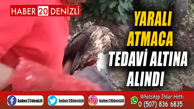 Yaralı atmaca tedavi altına alındı