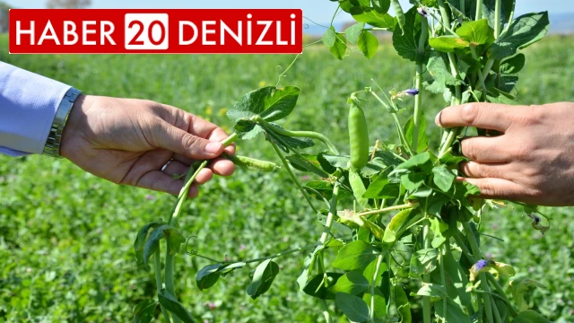 Denizli’de ara dönemde ekilen Pembe İnciden dekarda 6,8 ton yaş ot elde edildi