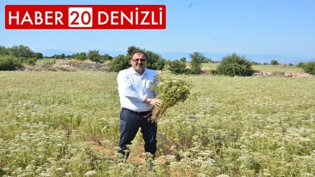 Dünyanın kekik ihtiyacı Denizli’den karşılanıyor