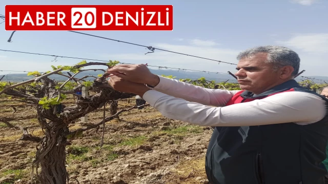 Sağlık ve kazançlı ürün için salkım güvesine karşı mücadele başlatıldı