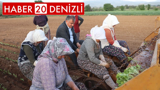 Tütün ambarı Denizli'de fideler toprakla buluştu