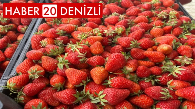 Çilek üreticinin yüzünü güldürdü