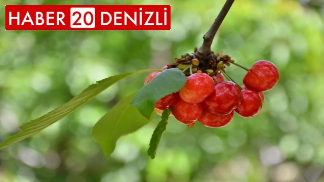 İhracatlık kiraz üretim merkezi Honaz'da bu yıl 5 bin ton rekolte bekleniyor