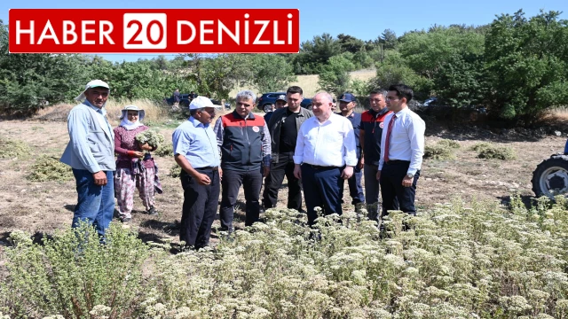 Denizli Kekiğinde hasat başladı