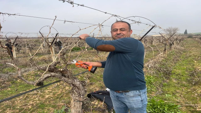 Budanan asmalardan kesilen çubuklar gübreye dönüşüyor