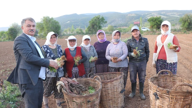 Beyağaç’ta tütün kırım ve biçerdöver ücretleri belirlendi