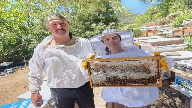 Bal gibi sezon arıcıların yüzünü güldürdü
