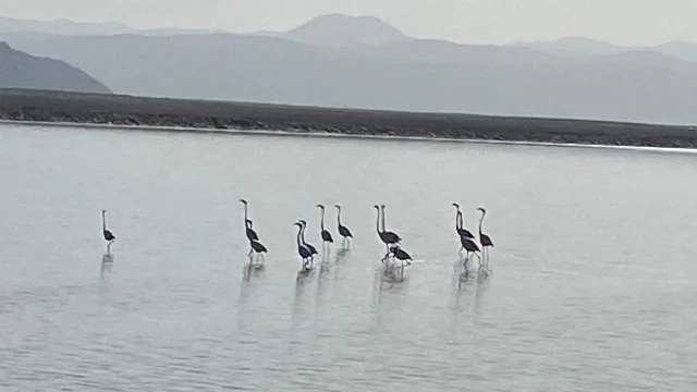 Flamingoların zorlu göçü tamamlandı