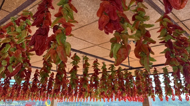 Tescilli lezzet Kale biberinin sofralara yolculuğu başladı