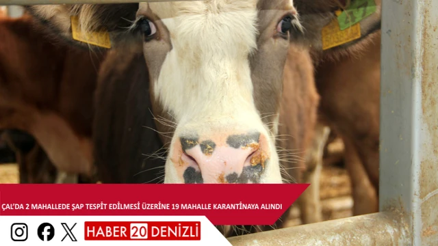 Çal’da 2 mahallede şap tespit edilmesi üzerine 19 mahalle karantinaya alındı