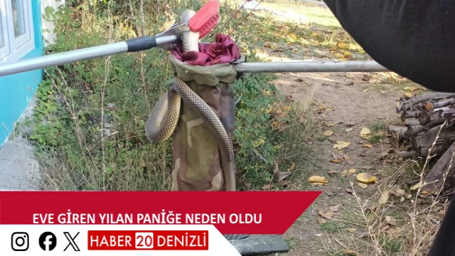 Eve giren yılan paniğe neden oldu