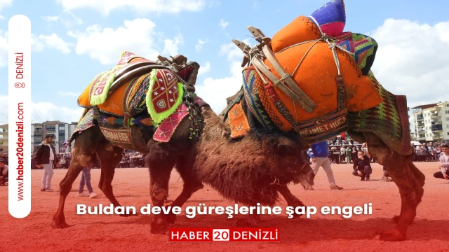 Buldan deve güreşlerine şap engeli