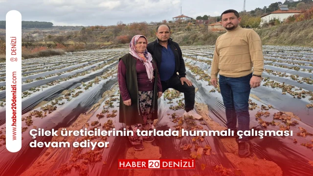 Çilek üreticilerinin tarlada hummalı çalışması devam ediyor