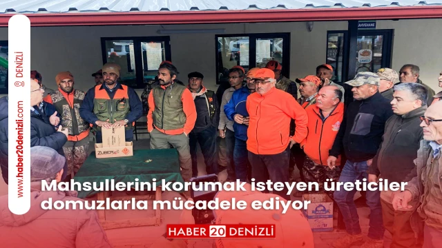 Mahsullerini korumak isteyen üreticiler domuzlarla mücadele ediyor