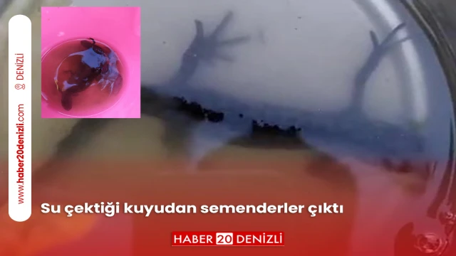 Su çektiği kuyudan semenderler çıktı