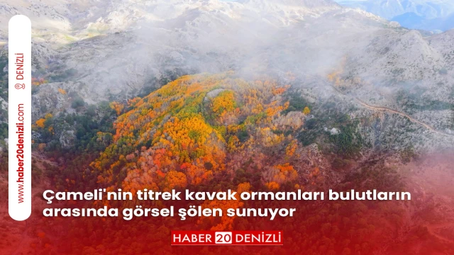Çameli'nin titrek kavak ormanları bulutların arasında görsel şölen sunuyor