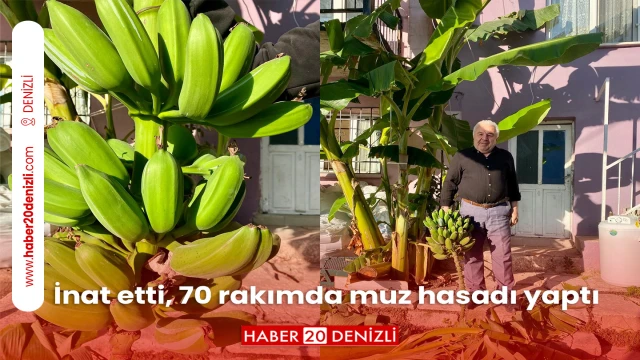 İnat etti, 70 rakımda muz hasadı yaptı