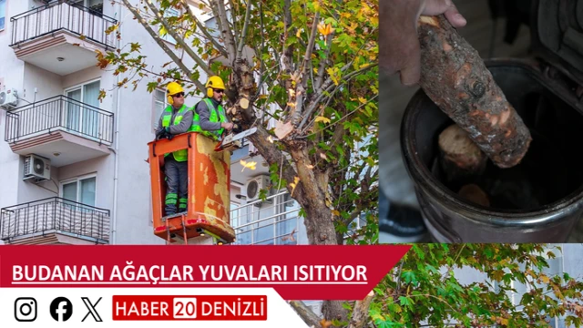 Budanan ağaçlar yuvaları ısıtıyor