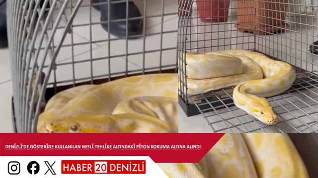Denizli'de gösteride kullanılan nesli tehlike altındaki piton koruma altına alındı