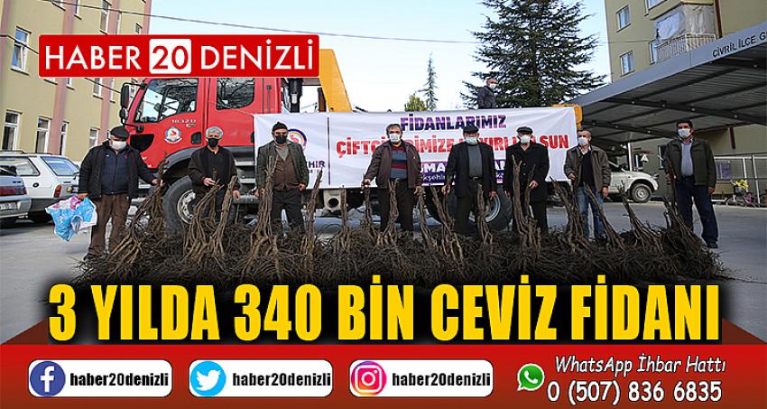 3 yılda 340 bin ceviz fidanı