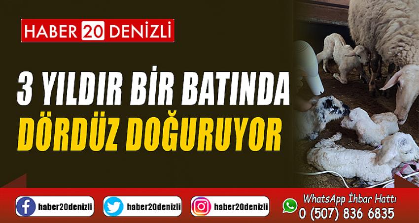 3 yıldır bir batında dördüz doğuruyor