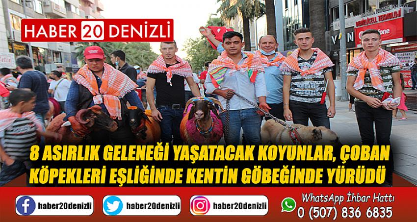 8 asırlık geleneği yaşatacak koyunlar, çoban köpekleri eşliğinde kentin göbeğinde yürüdü