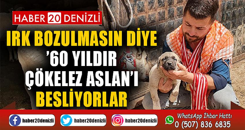 Irk bozulmasın diye ’60 yıldır Çökelez Aslan’ı besliyorlar