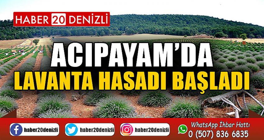 ACIPAYAM’DA LAVANTA HASADI BAŞLADI