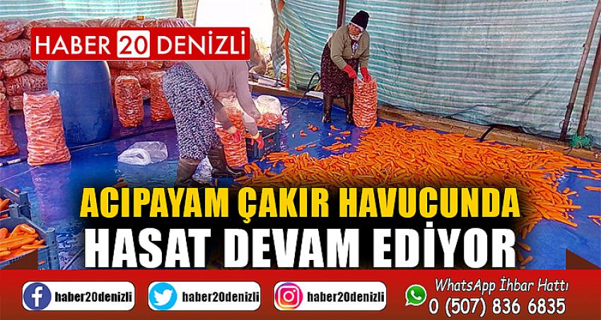 Acıpayam Çakır havucunda hasat devam ediyor