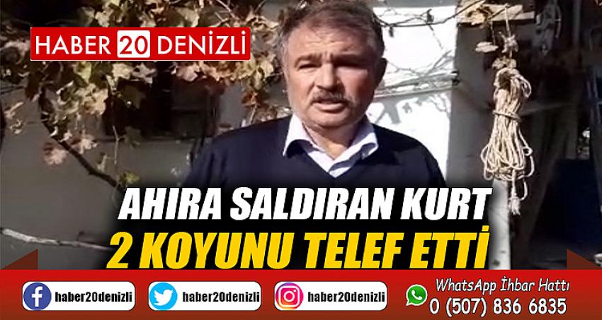 Ahıra saldıran kurt 2 koyunu telef etti