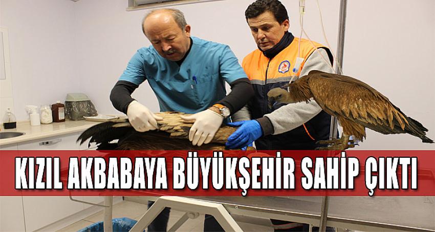 Kızıl Akbabaya Büyükşehir Sahip Çıktı 