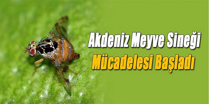 AKDENİZ MEYVE SİNEĞİ MÜCADELESİ BAŞLADI