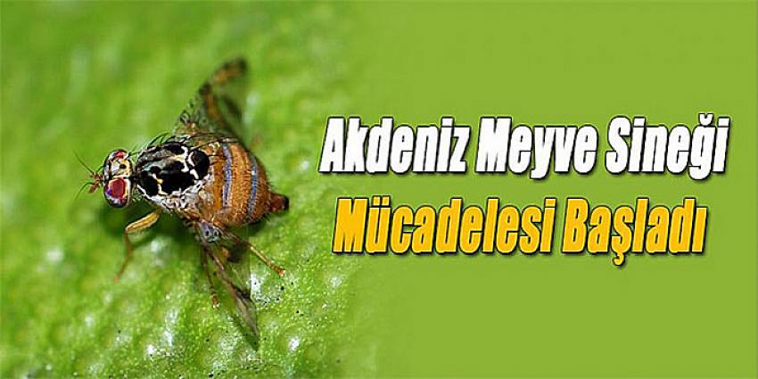 AKDENİZ MEYVE SİNEĞİ MÜCADELESİ BAŞLADI