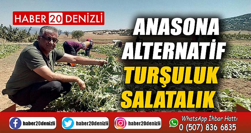 Anasona alternatif, turşuluk salatalık