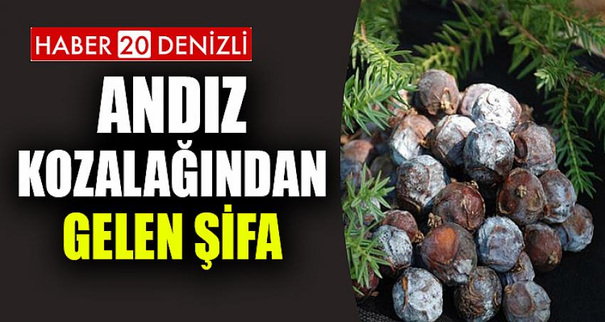 Andız Kozalağından Gelen Şifa