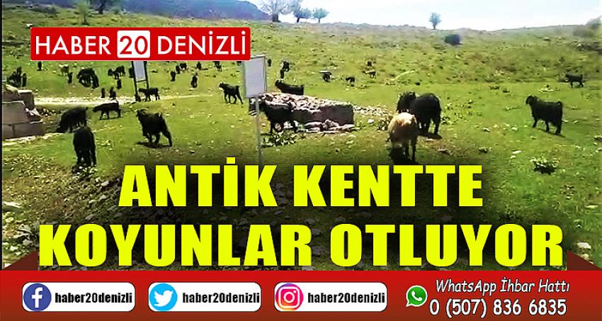 Antik kentte koyunlar otluyor