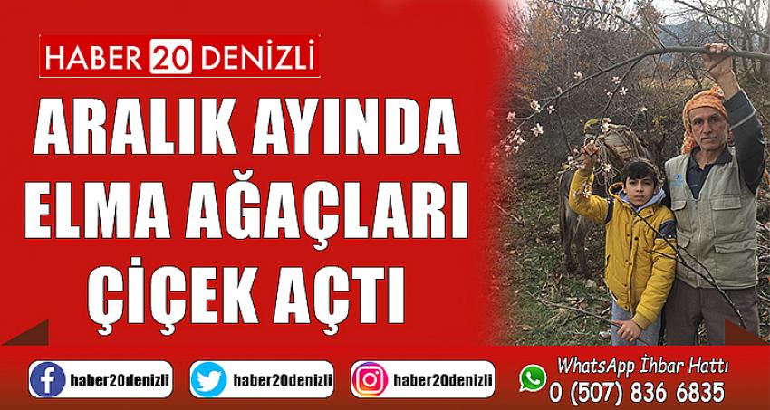 Aralık ayında elma ağaçları çiçek açtı