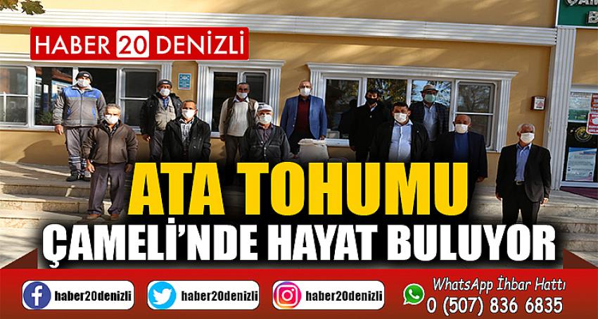 ATA TOHUMU ÇAMELİ’NDE HAYAT BULUYOR