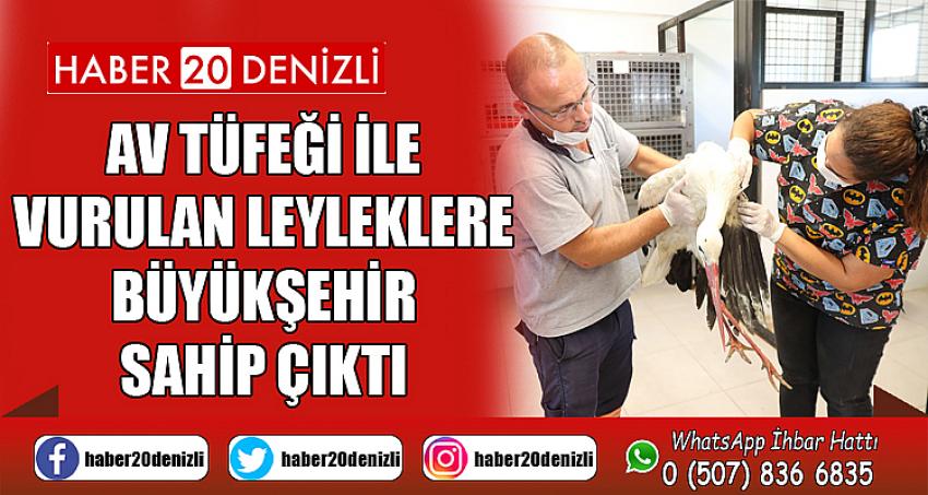 Av tüfeği ile vurulan leyleklere Büyükşehir sahip çıktı