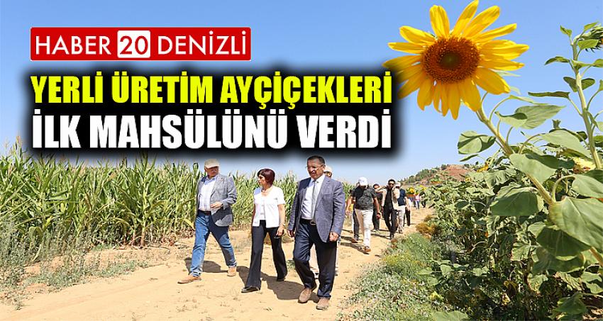 Yerli Üretim Ayçiçekleri İlk Mahsülünü Verdi