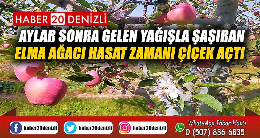 Aylar sonra gelen yağışla şaşıran elma ağacı hasat zamanı çiçek açtı