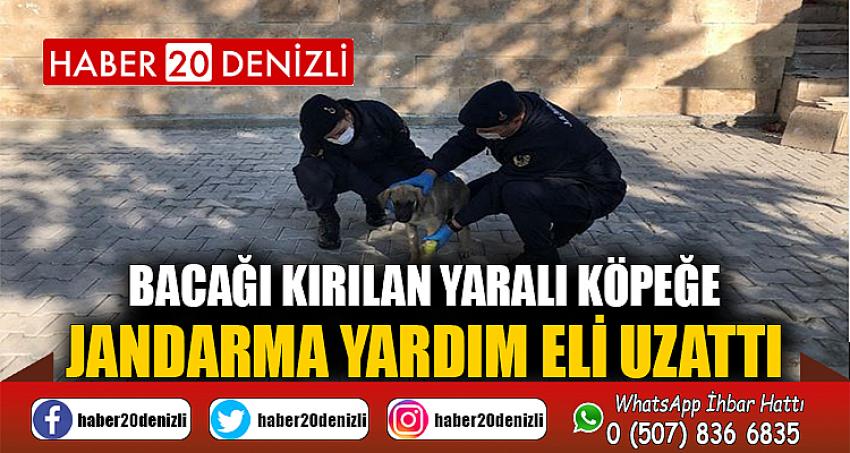 Bacağı kırılan yaralı köpeğe jandarma yardım eli uzattı