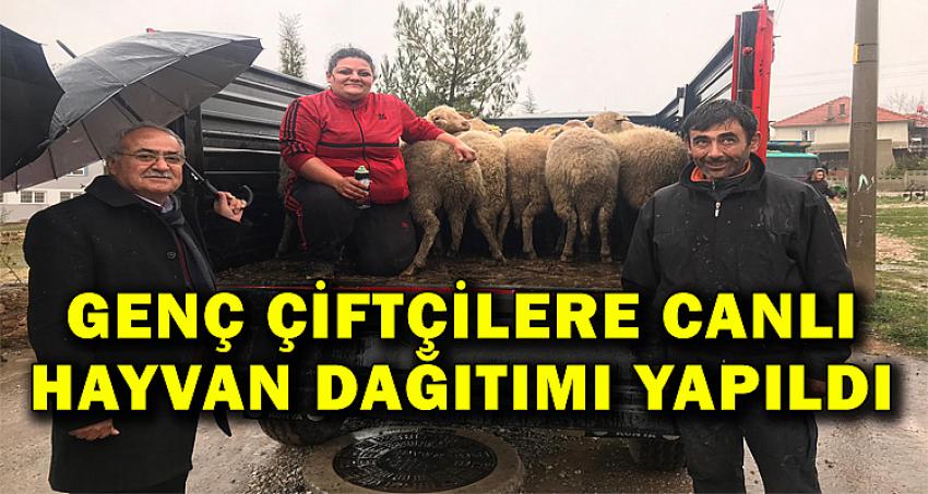 GENÇ ÇİFTÇİLERE CANLI HAYVAN DAĞITIMI YAPILDI