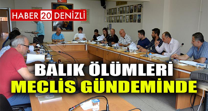 Balık Ölümleri Meclis Gündeminde 