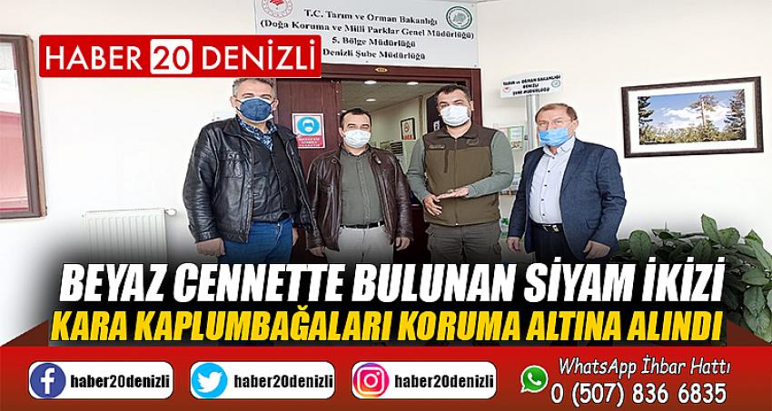 Beyaz cennette bulunan siyam ikizi kara kaplumbağaları koruma altına alındı