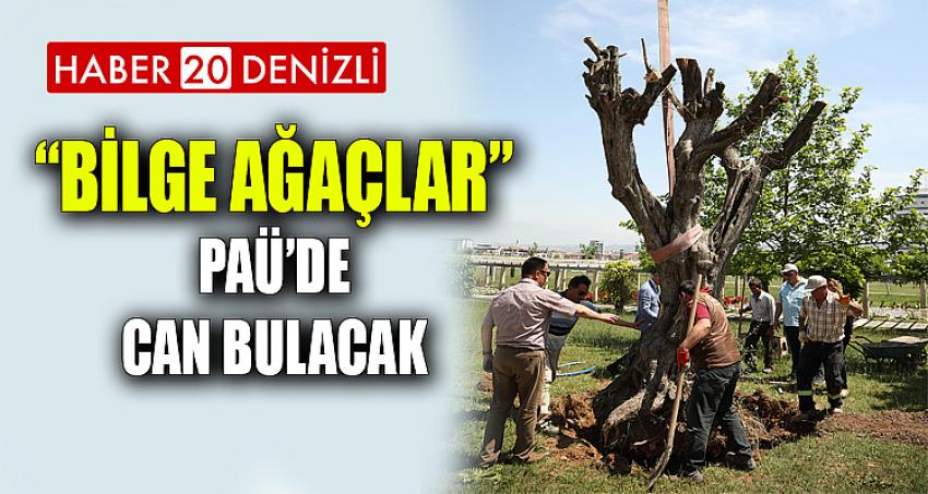 “Bilge Ağaçlar” PAÜ’de Can Bulacak