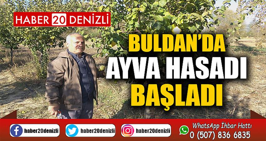 Buldan’da ayva hasadı başladı